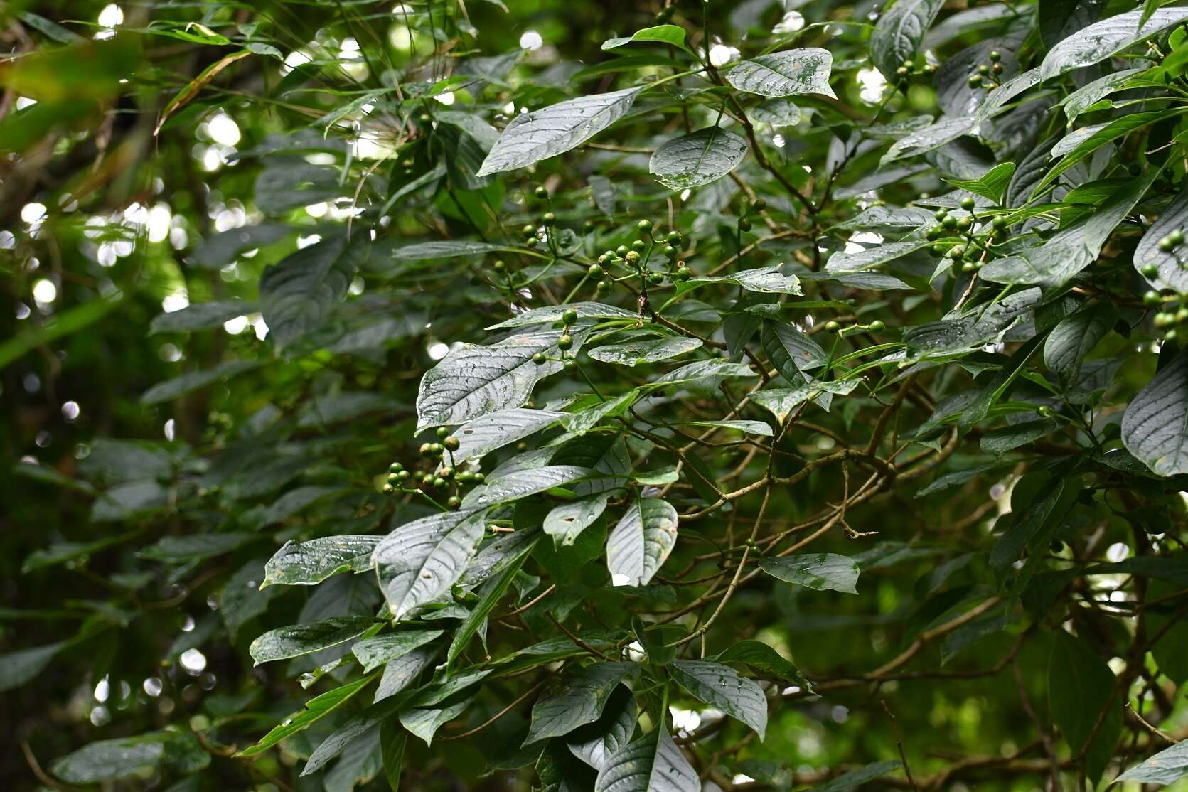 Image of Coussarea chiapensis Borhidi