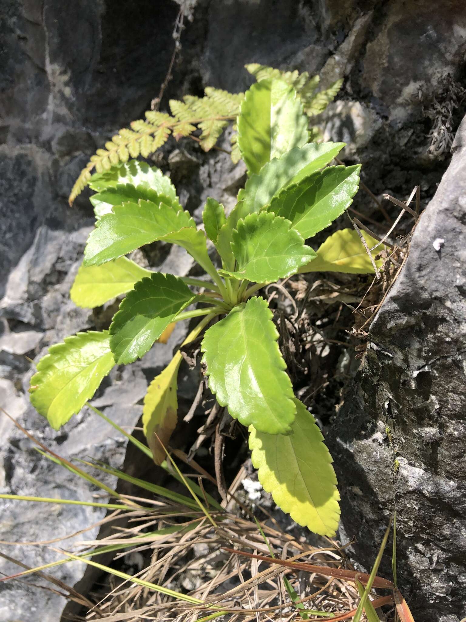 Image of Patrinia glabrifolia Yamam. & Sasaki