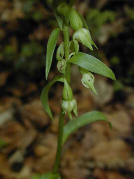 Image of Epipactis fageticola (C. E. Hermos.) Devillers-Tersch. & Devillers