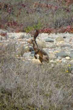 Image of San Diego Black-tailed Jackrabbit