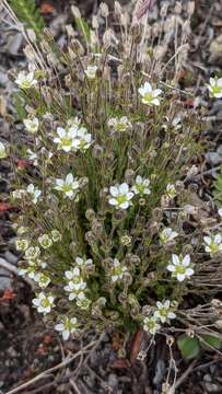 Plancia ëd Sabulina rubella (Wahlenb.) Dillenb. & Kadereit