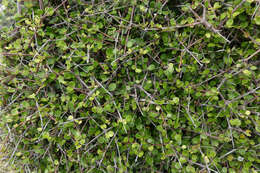 Imagem de Coprosma crassifolia Colenso