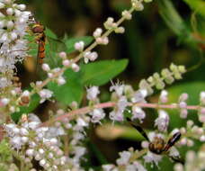 Слика од Tetradenia