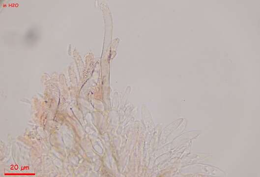 Image of Fuscolachnum misellum (Roberge ex Desm.) J. H. Haines 1989