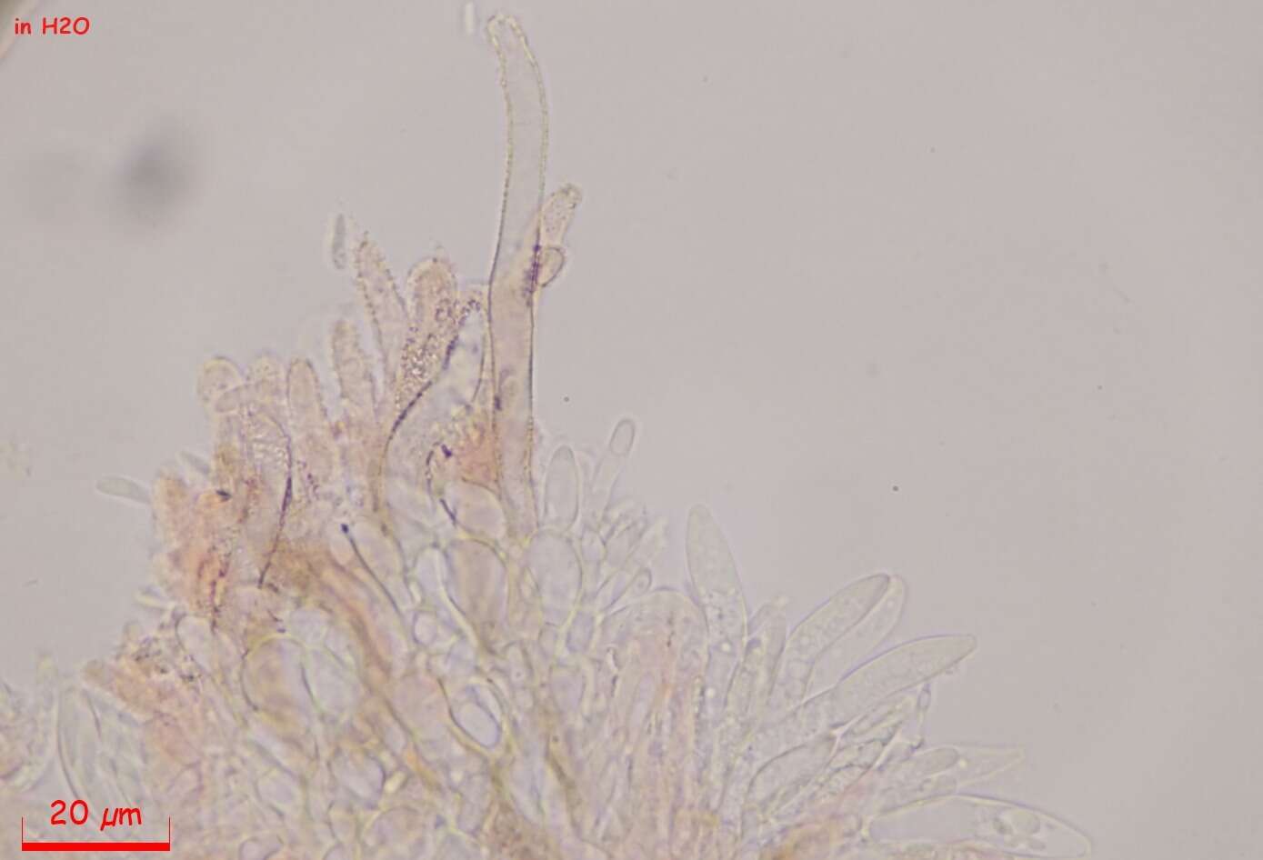 Image of Fuscolachnum misellum (Roberge ex Desm.) J. H. Haines 1989