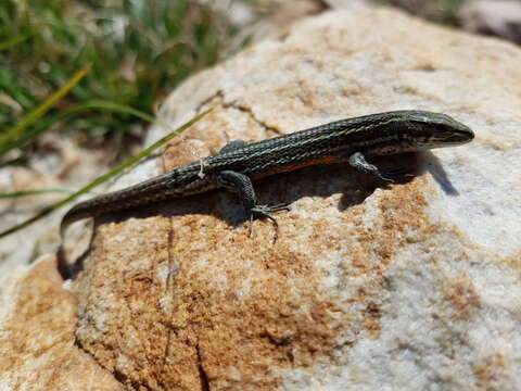 Image of Green-striped Mountain Lizard