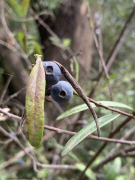 Image of Santalum obtusifolium R. Br.