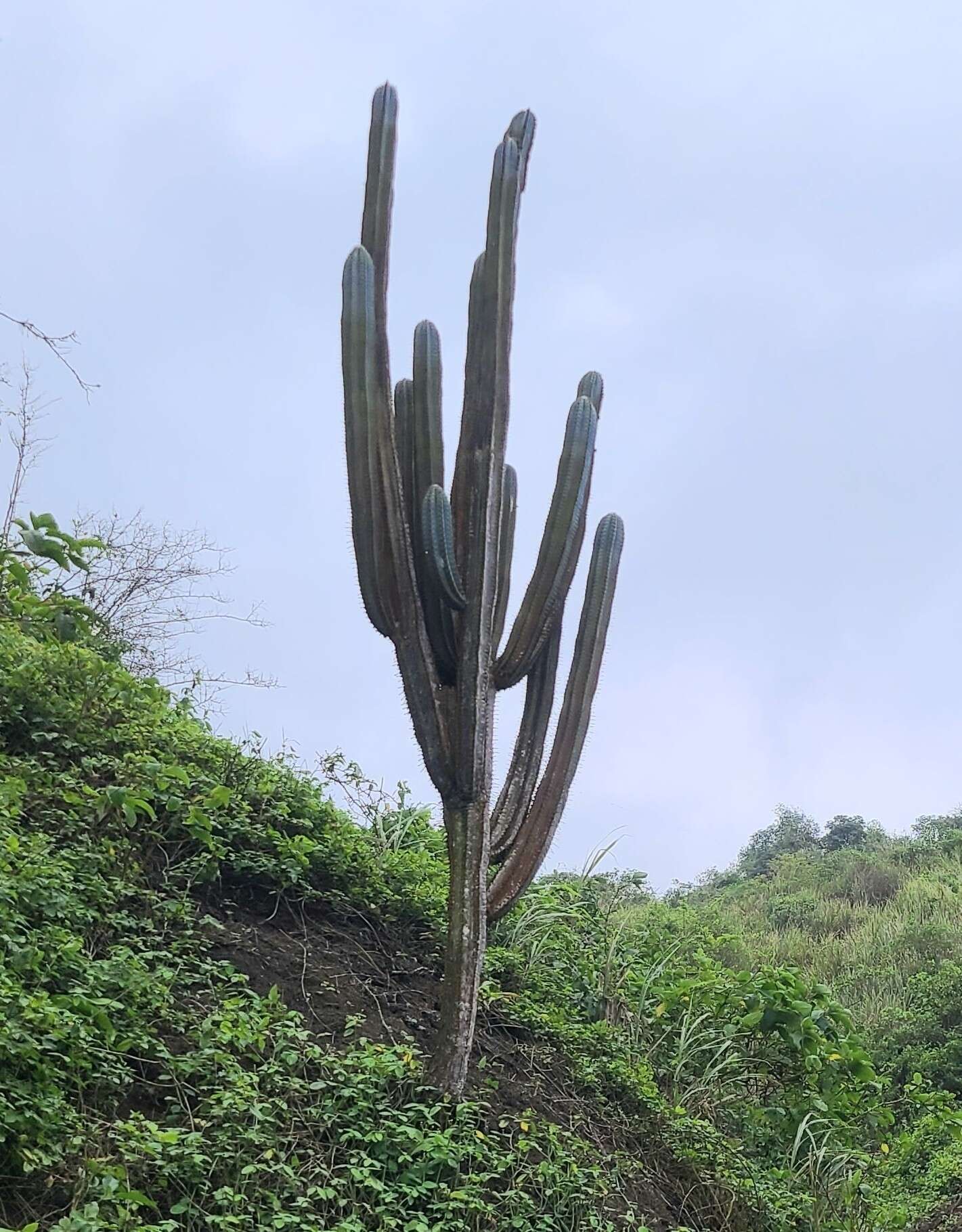 Image of Pilosocereus lanuginosus (L.) Byles & G. D. Rowley