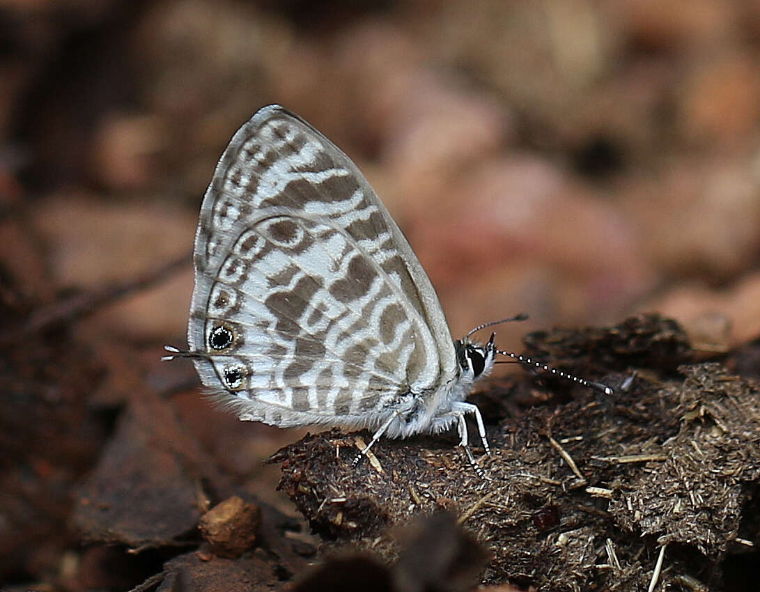 Image of Leptotes plinius