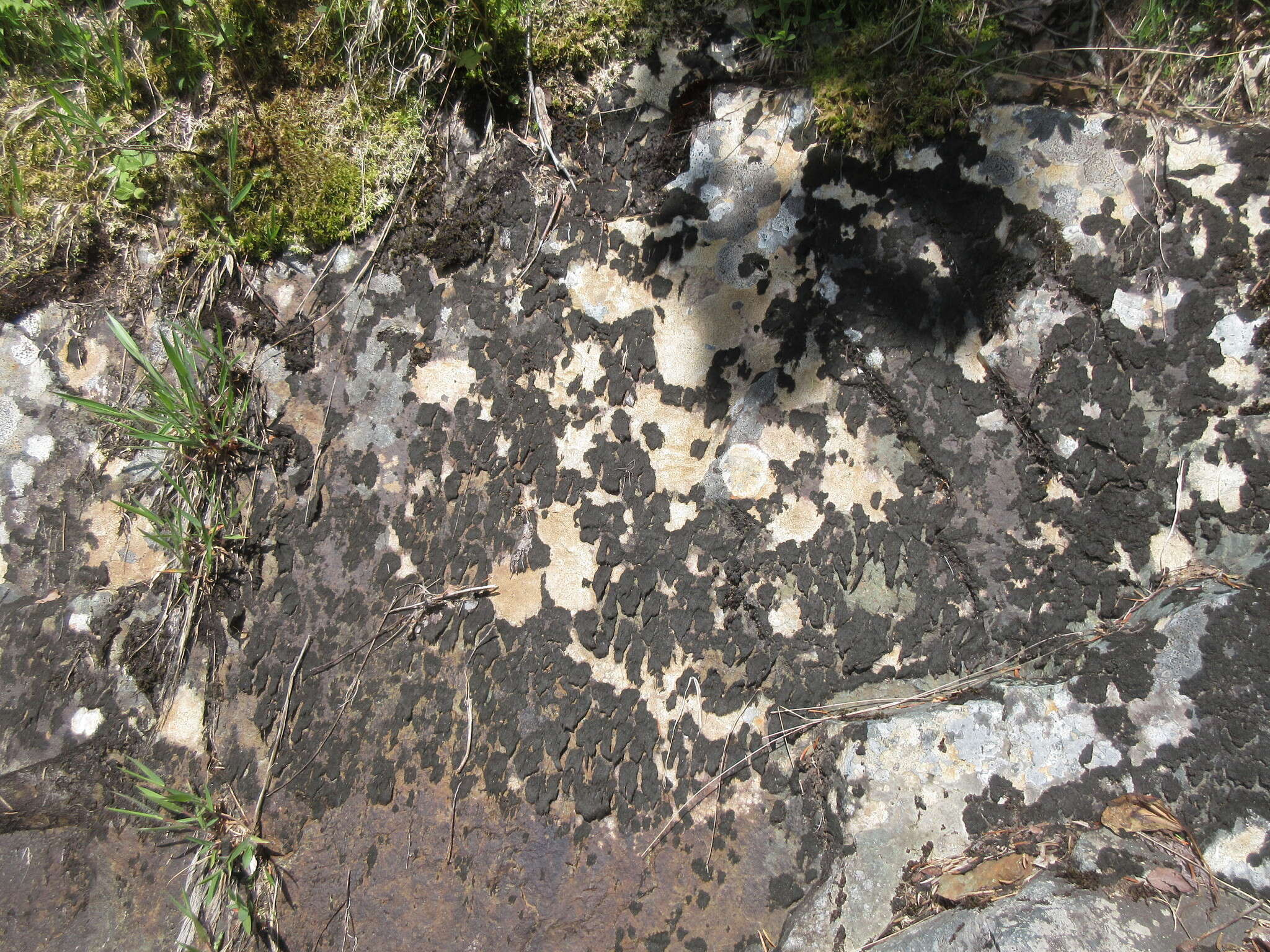 Image of Waterside rockshag lichen