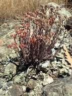 Image of San Luis Obispo dudleya