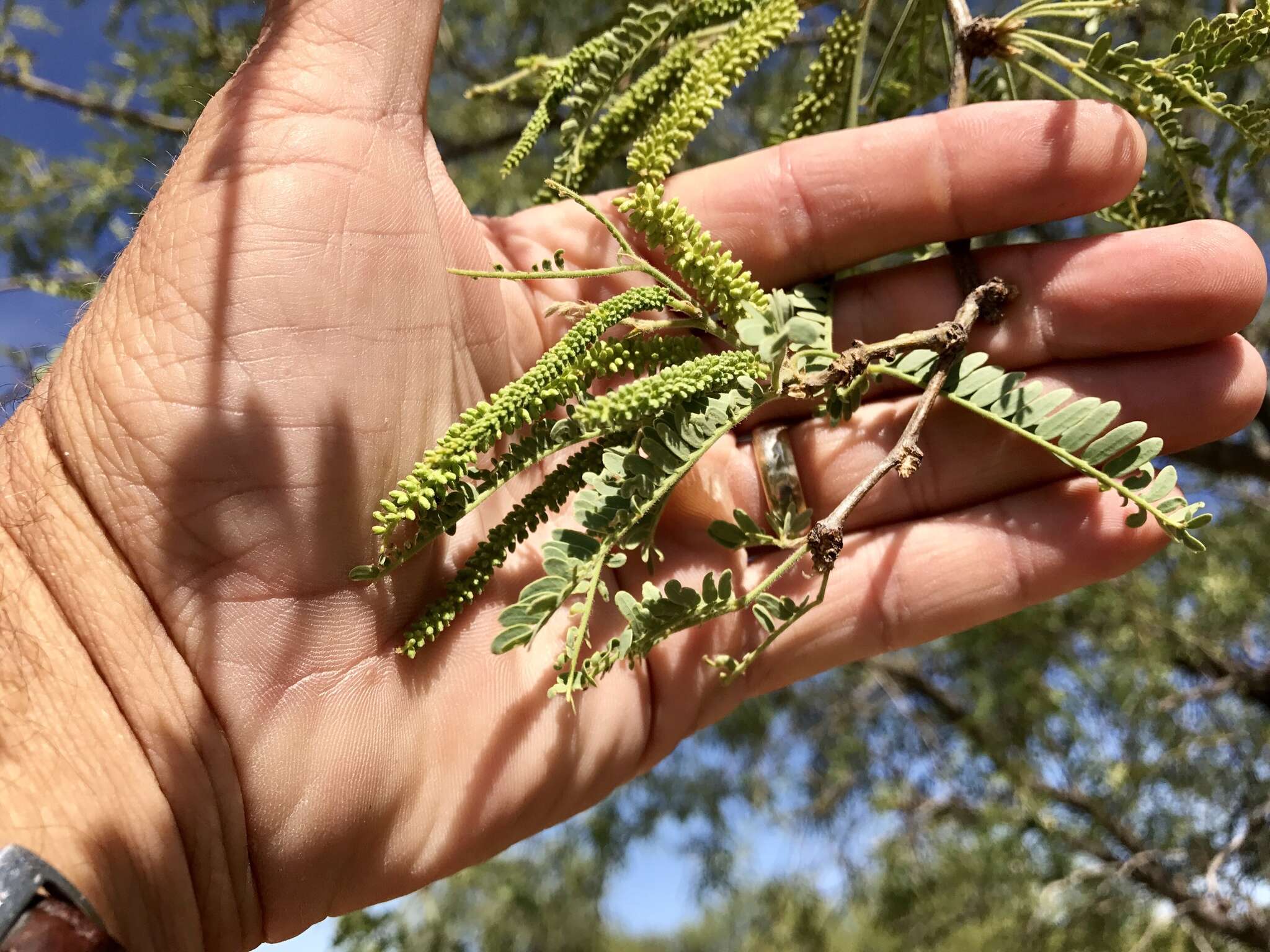 Sivun Prosopis velutina Wooton kuva