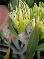 Imagem de Hakea eneabba Haegi