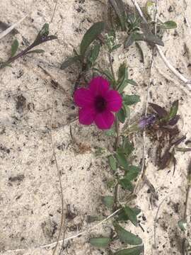 Image de Petunia integrifolia (Hook.) Schinz & Thellung