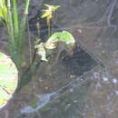 Image of Montezuma Leopard Frog