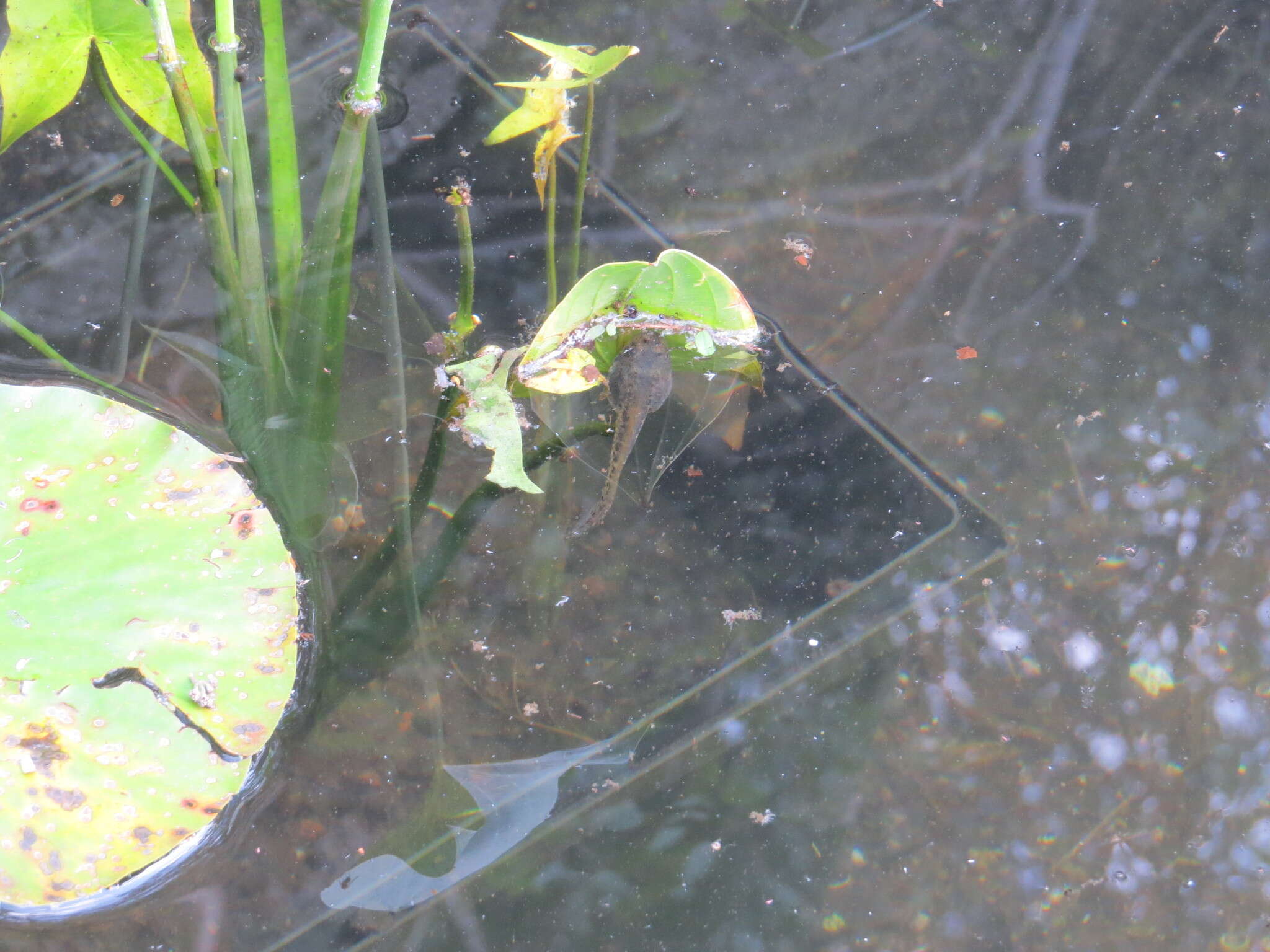 Image of Montezuma Leopard Frog