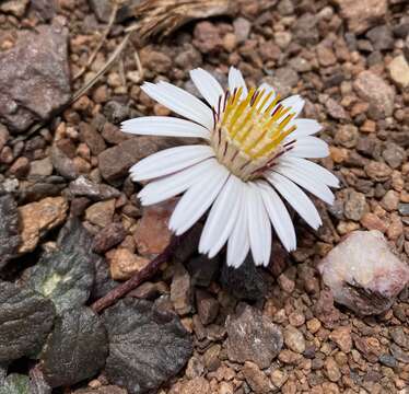 Image of Trichocline cineraria (D. Don) Hook. & Arn.