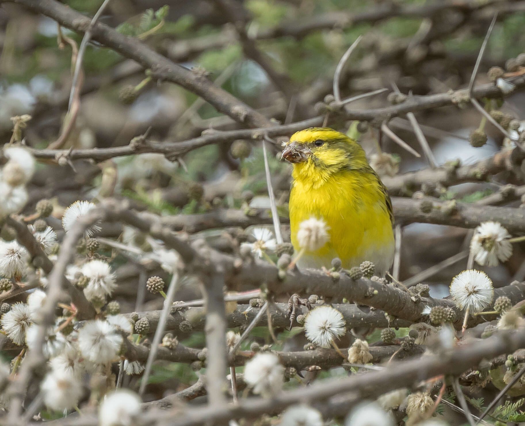 Image of White-bellied Canary