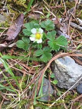 Image de Fragaria nilgerrensis subsp. nilgerrensis