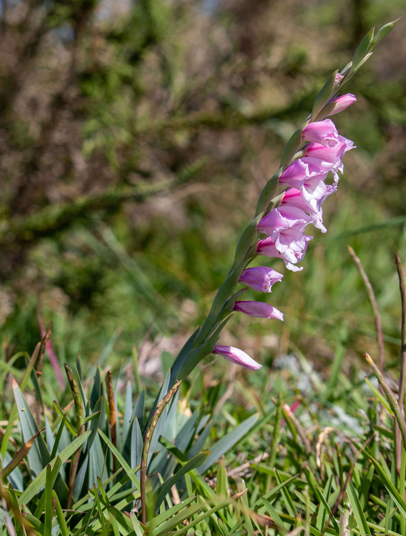 Image of Gladiolus ochroleucus Baker