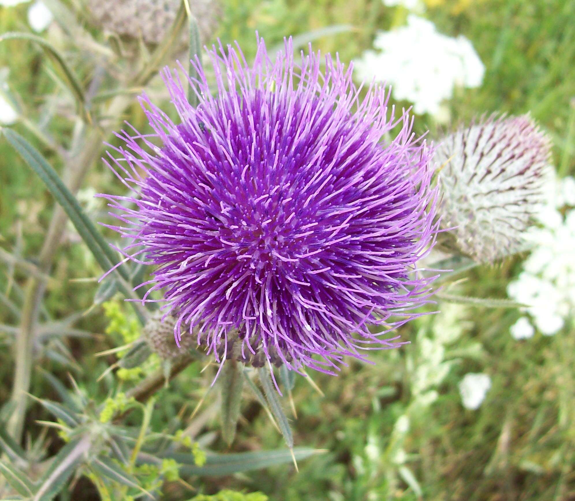 Слика од Cirsium decussatum Janka