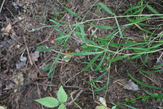 Plancia ëd Muhlenbergia sylvatica Torr.