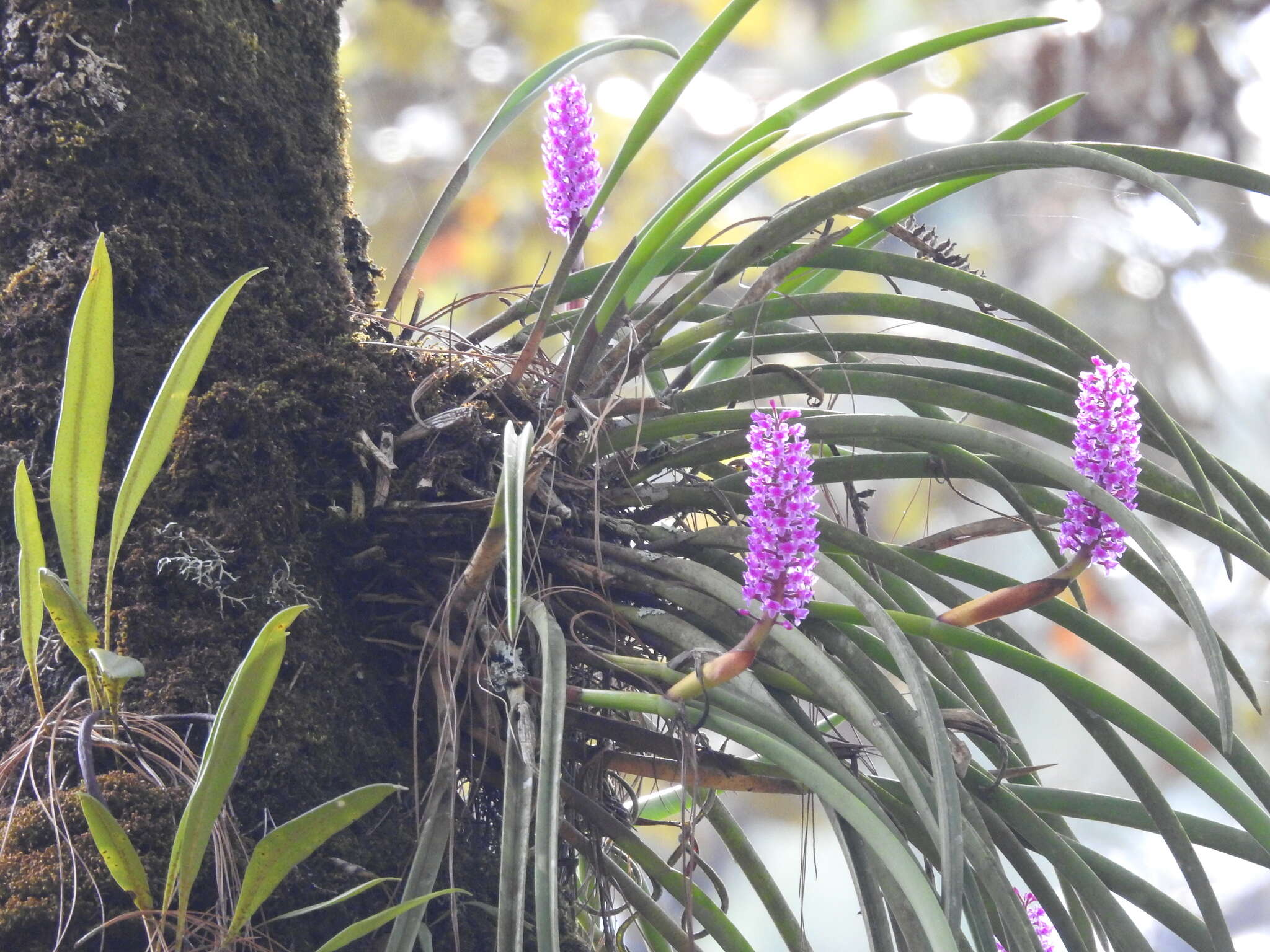 Imagem de Arpophyllum spicatum Lex.