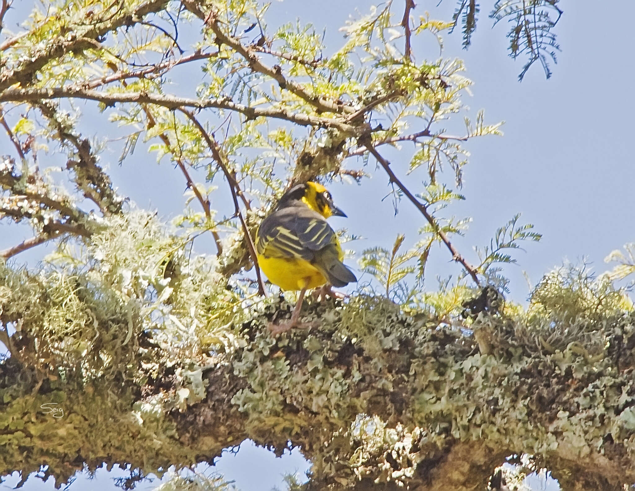 Image of Baglafecht Weaver