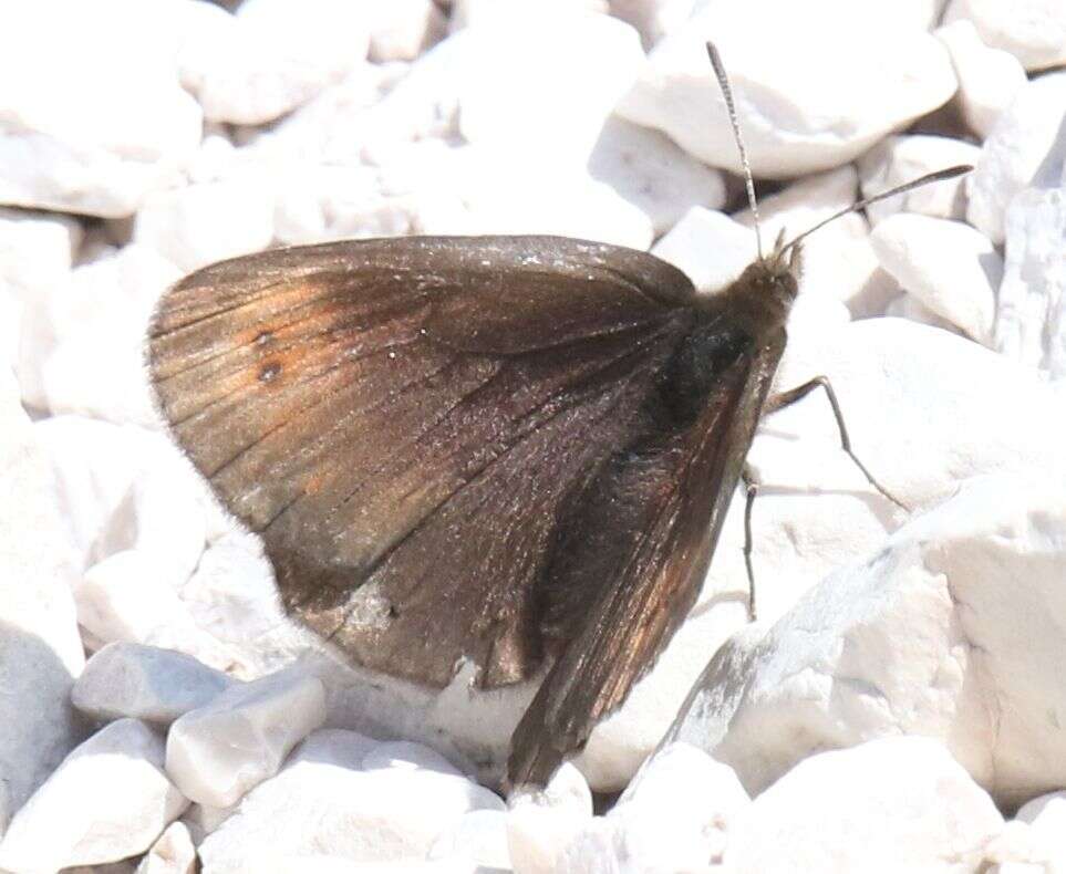 Erebia pluto De Prunner 1798 resmi