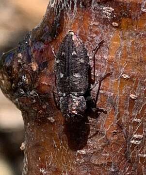 Image of Pacific Flatheaded Borer