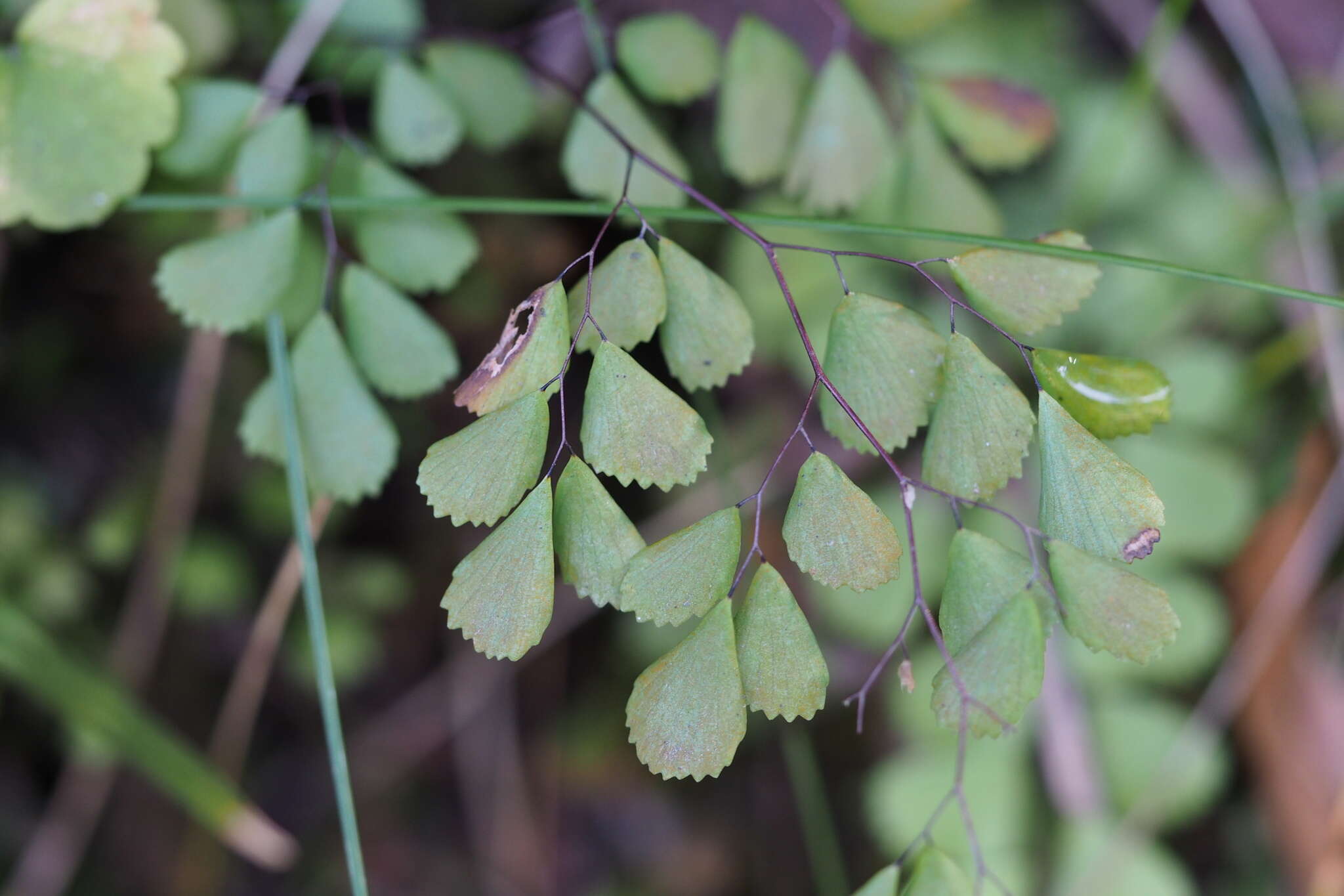 Image of Adiantum monochlamys Eat.