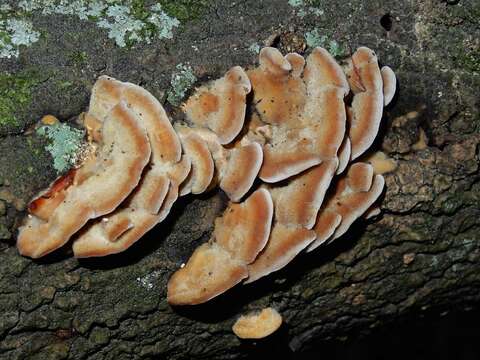 Image of Gloeophyllum trabeum (Pers.) Murrill 1908