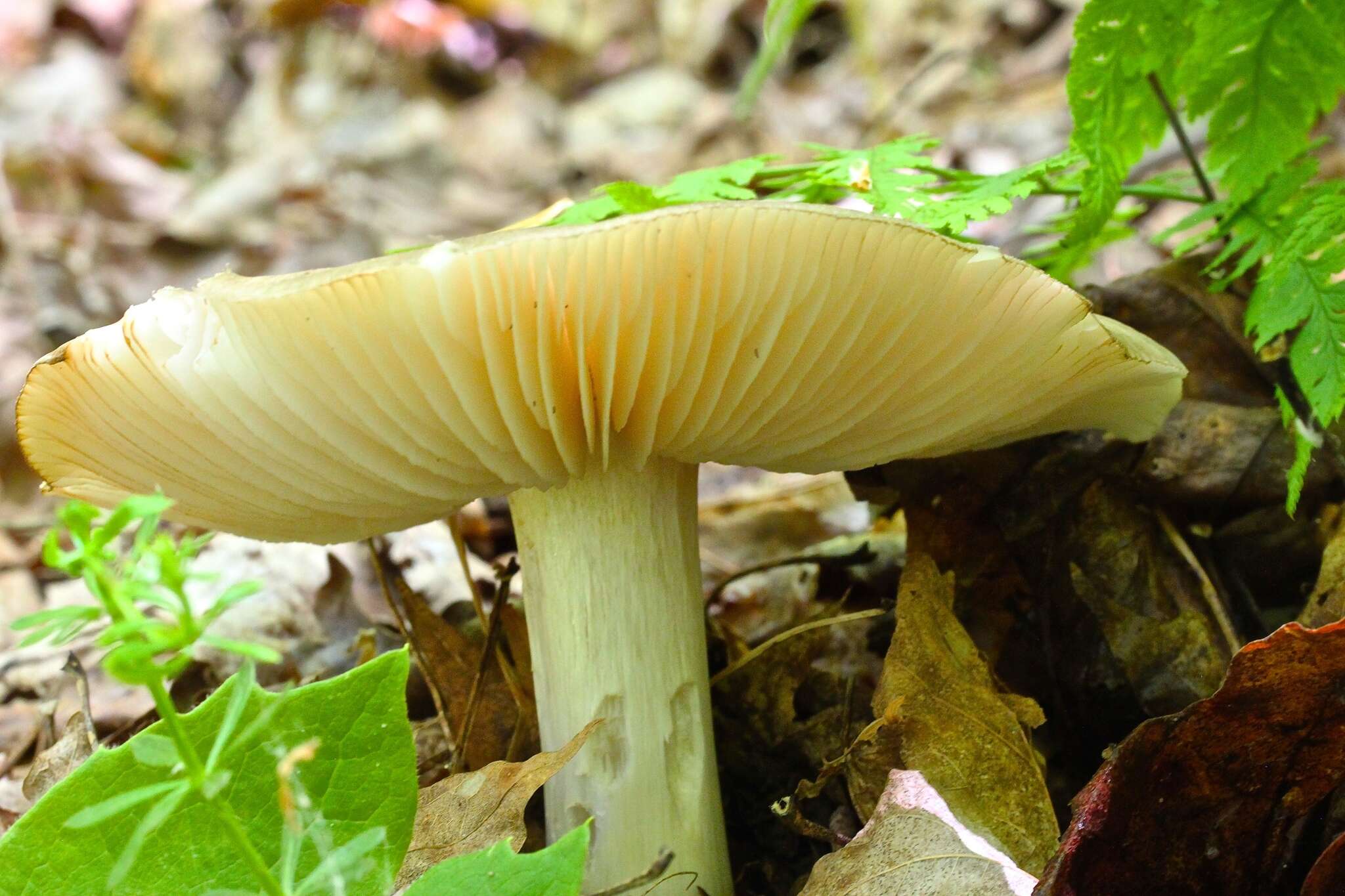 Image de Megacollybia rodmanii R. H. Petersen, K. W. Hughes & Lickey 2008