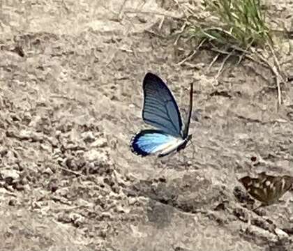 Image of Giant Blue Swallowtail