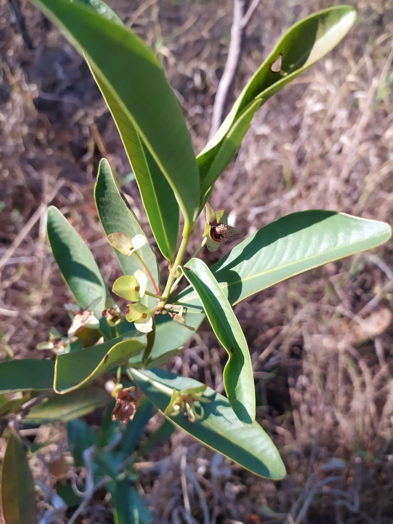 Image de Eugenia involucrata DC.