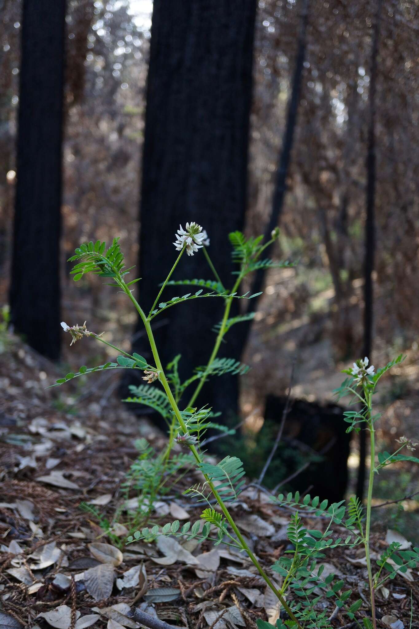 Image de Astragalus agnicidus Barneby