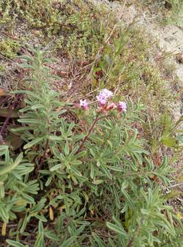 Image of Stevia satureifolia (Lam.) Lam.