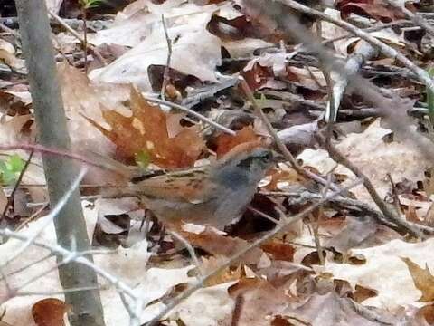 Melospiza georgiana georgiana (Latham 1790) resmi