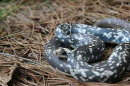 Image of Coluber constrictor anthicus (Cope 1862)