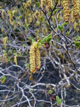 Imagem de Alnus alnobetula subsp. sinuata (Regel) Raus