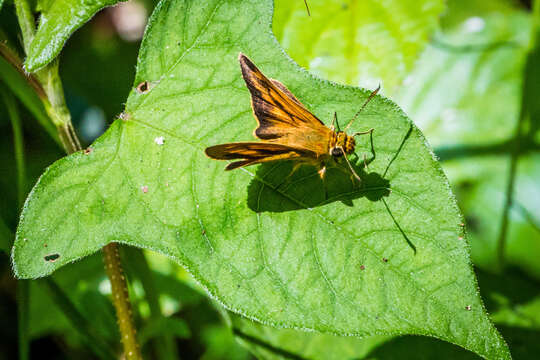 Image de Ochlodes ochracea Bremer 1861