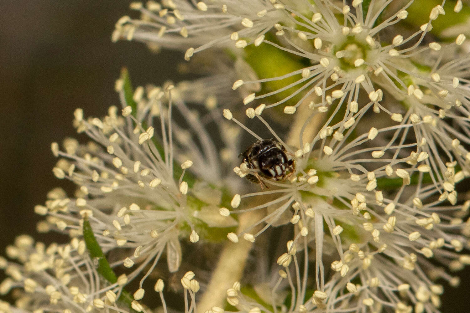 Image of Hylaeus aralis (Cockerell 1916)