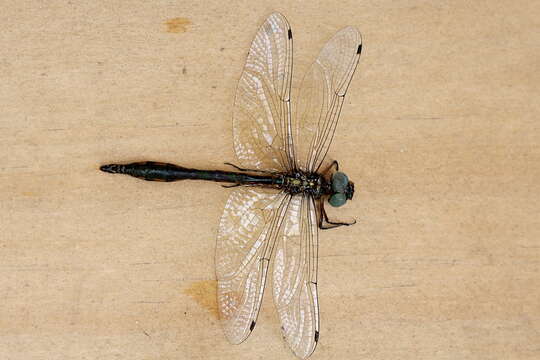 Image of Fat-bellied Emerald