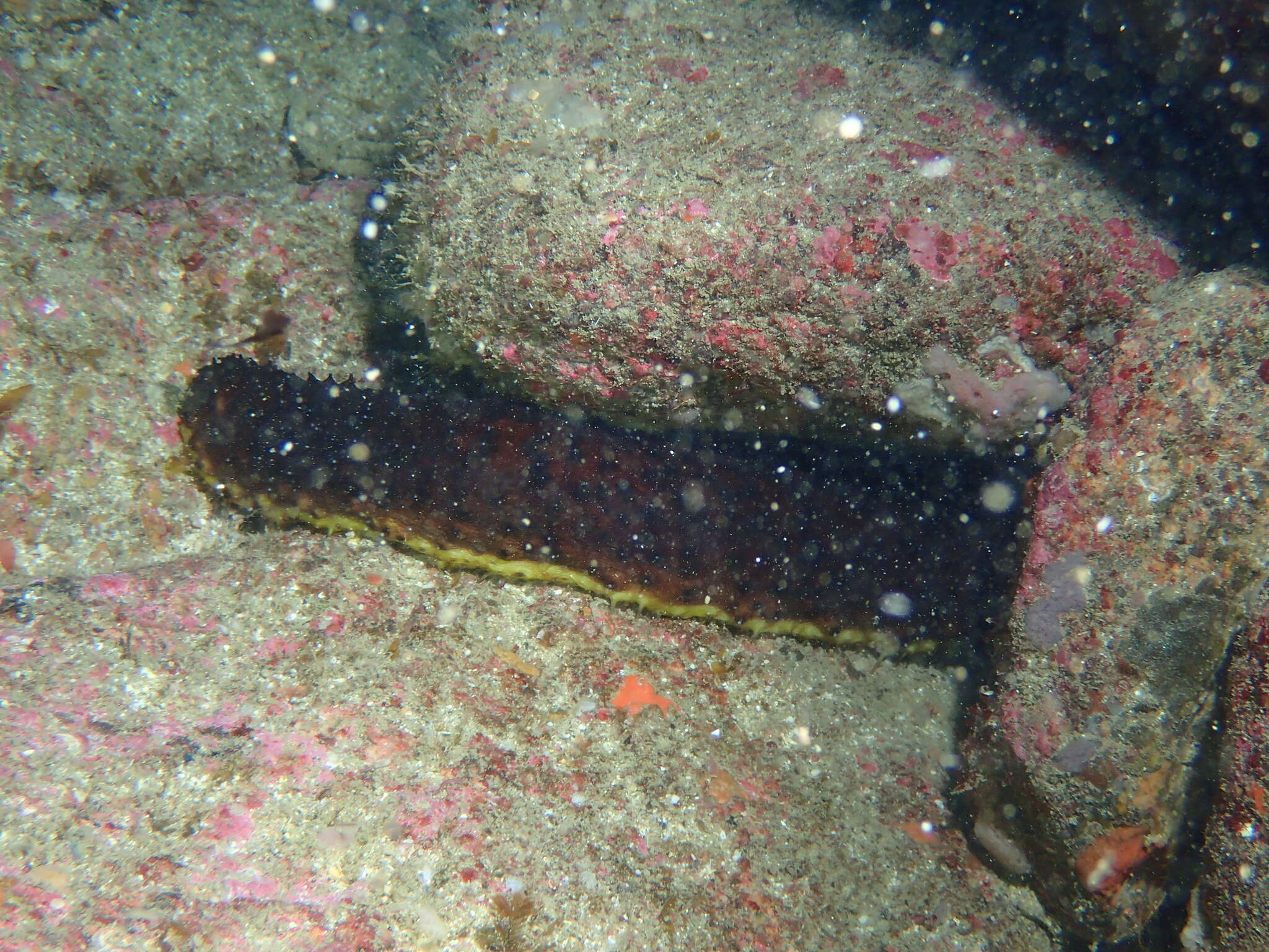 Image of Holothuria subgen. Panningothuria Rowe 1969