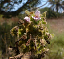 Ballota philistaea Bornm. resmi