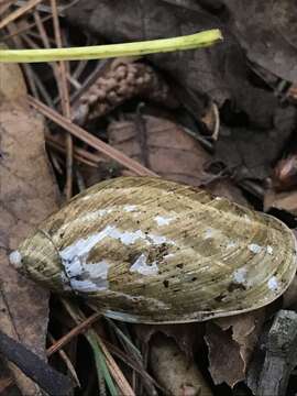 Imagem de Plekocheilus succineoides (Petit de la Saussaye 1840)