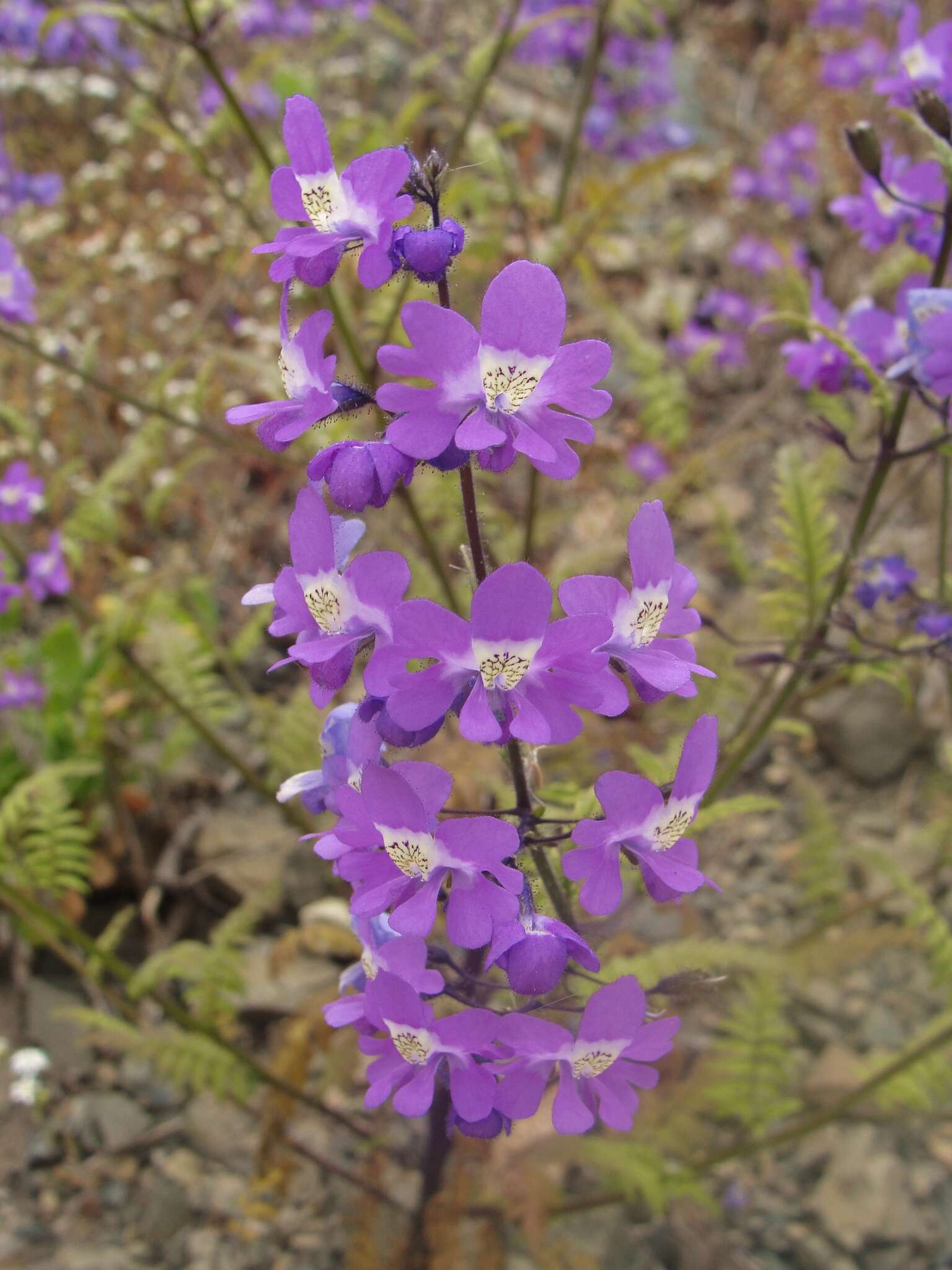 Imagem de Schizanthus laetus Phil.