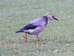 Image of Red-billed Starling