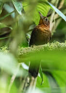 Image of Ruddy Foliage-gleaner