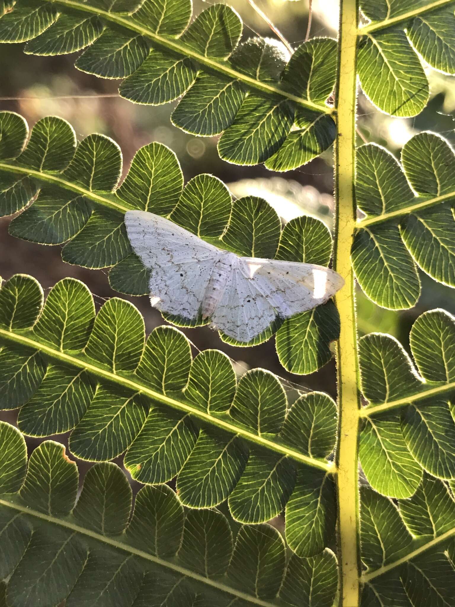 صورة Idaea tacturata (Walker 1861)